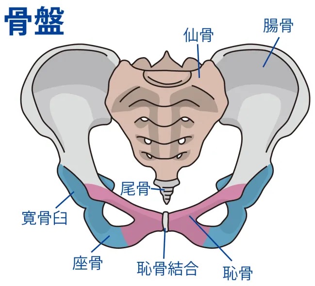 骨盤の写真