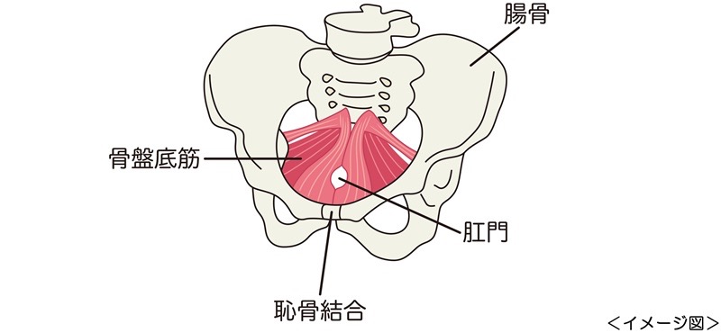 骨盤底筋群の画像